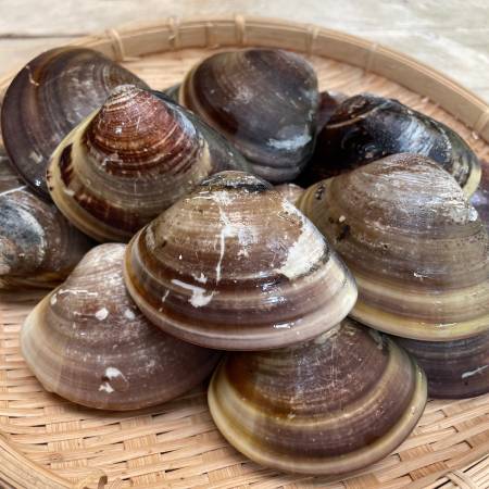 [丸元水産]桑名産「蛤」(中サイズ)500g