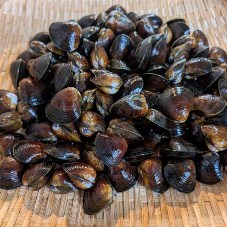 [丸元水産]「蜆」(冷凍)500gx6(計3kg)