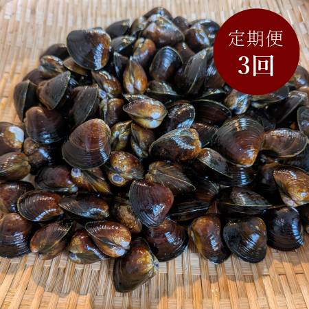[丸元水産]「蜆」(冷凍)500gx6(計3kg)[3ヵ月定期便]