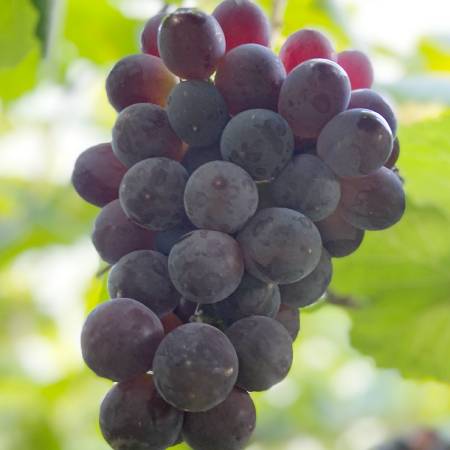 [みらいパーク竜王]「ベリーA」Mサイズ2房