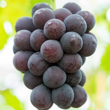 [みらいパーク竜王]「ピオーネ」Mサイズ2房