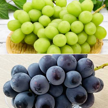 [みらいパーク竜王]おまかせ「ぶどう」2種詰合せ(巨峰・シャインマスカット・ベリーA・クインニーナ・ピオーネ他)Mサイズ各1房(計2房)