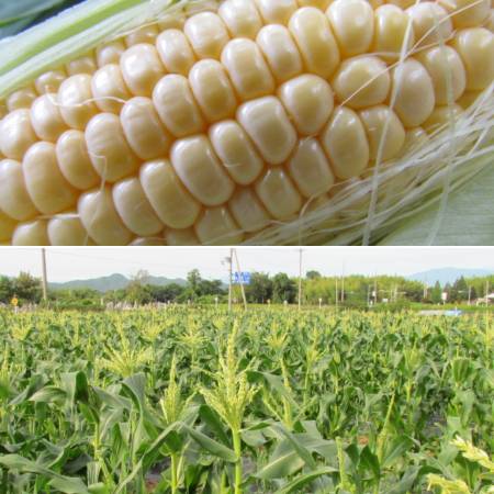 [みらいパーク竜王]とうもろこし「ドルチェドリーム」10本
