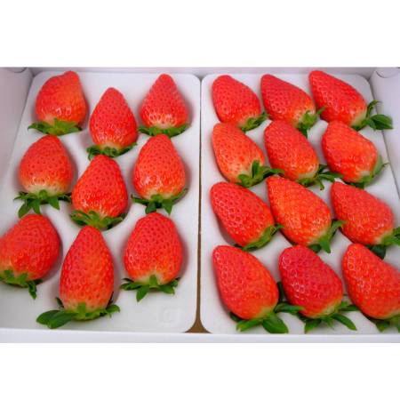 [みらいパーク竜王]おまかせ「苺」2種食べ比べ(章姫・紅ほっぺ・よつぼし・かおり野他)各12〜15粒(計2パック)