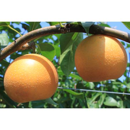 [みらいパーク竜王]「梨」(豊水or幸水)3kg