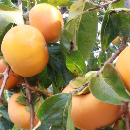 [みらいパーク竜王]「富有柿」3kg