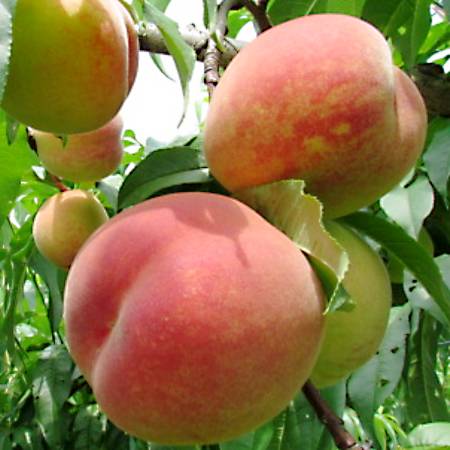 [みらいパーク竜王]おまかせ「桃」(日川白鳳・あかつき・長沢白桃・清水白桃・川中島他)2kg