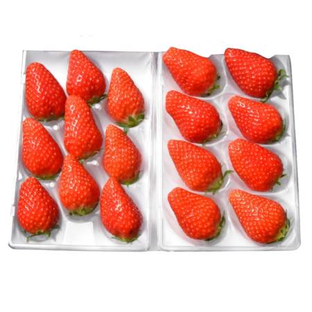 [嵯峨根農園]京都産苺「章姫」240gx2(計480g)