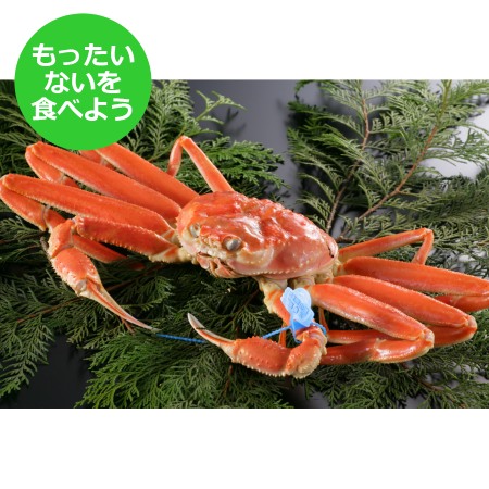 [もったいない!を食べよう][北畿水産]山陰沖「ゆで松葉蟹」(700g〜800g/中大サイズ)[11月出荷分]