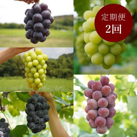 [HARETOMI]特撰「ぶどう」5種(ブラックビート・ピオーネ・シャインマスカット・翠峰・クイーンニーナ)[2回定期便]