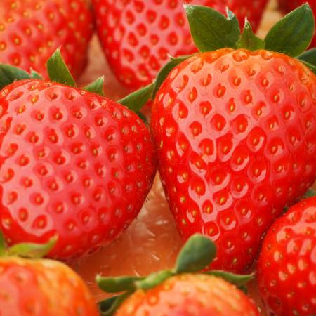 [奈良のいちごやさん]苺「古都華」(特大サイズ)6粒x2パック(計12粒)