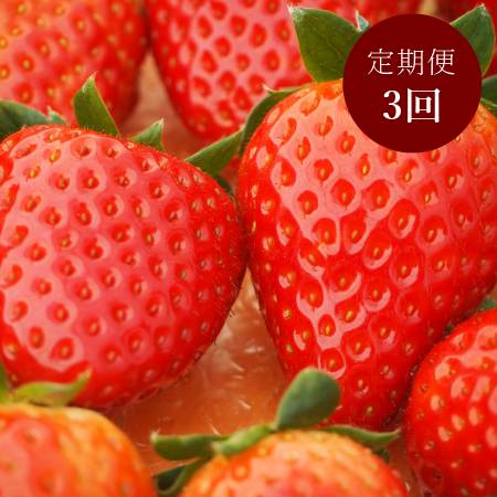 [奈良のいちごやさん]苺「古都華」(中サイズ)9〜15粒x2パック(計18〜30粒)[3ヵ月定期便]