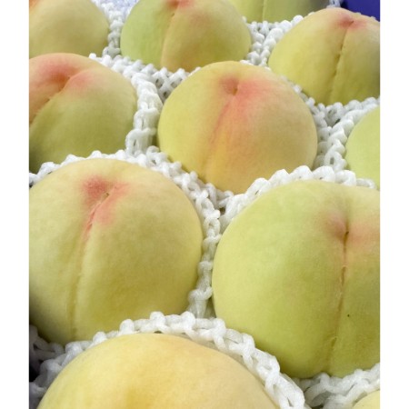 [吉田農園]あら川の桃 清水白桃 特秀1kg