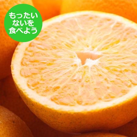 [もったいない!を食べよう][池田鹿蔵農園]"樹上完熟"「はっさく」2.5kg