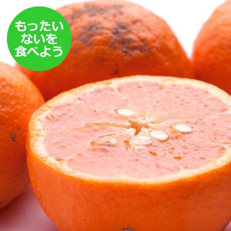 [もったいない!を食べよう][池田鹿蔵農園]「カラマンダリン」2.5kg
