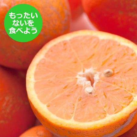[もったいない!を食べよう][池田鹿蔵農園]「セミノールオレンジ」2.5kg