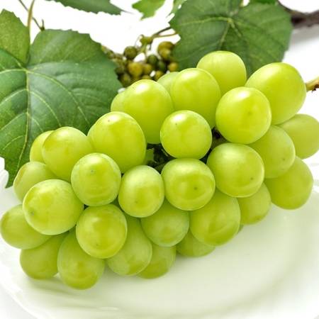 [池田鹿蔵農園]朝採り「シャインマスカット」1.5kg(2〜3房)