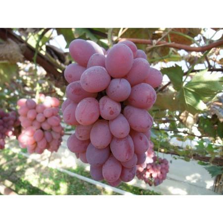 [岡山県青果物販売]「紫苑」1房(700g)