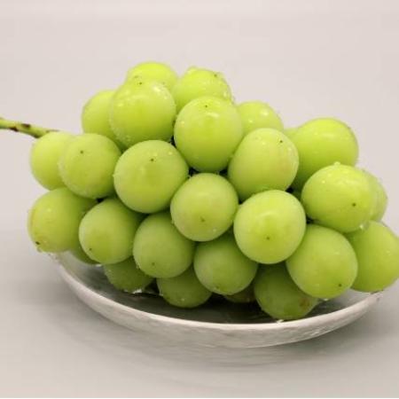 『雲海の恵み』ロイヤルシャインマスカット1房(特選大房)[三越伊勢丹選定]