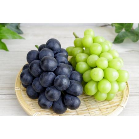 『雲海の恵み』ロイヤルシャインマスカット&ロイヤル ニューピオーネ(特選大房)[三越伊勢丹選定]