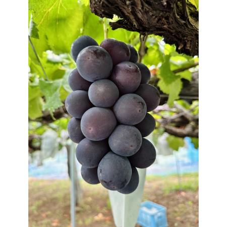 『雲海の恵み』ロイヤルニューピオーネ1房(特選大房)[三越伊勢丹選定]