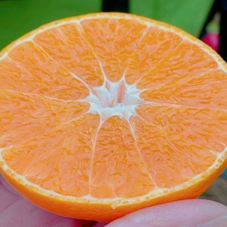 愛媛県産「紅プリンセス」L〜3Lサイズ 2.5kg