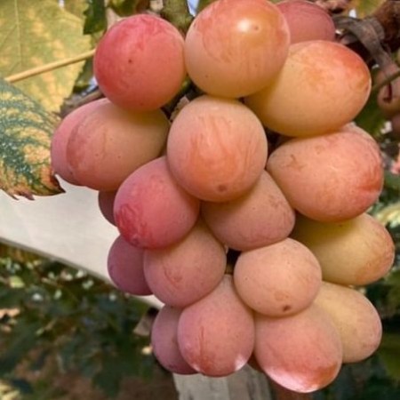 [戸田果樹園]クイーンニーナ1kg(1〜2房)