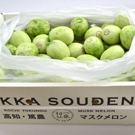 [一果相伝]『つるかめろんの玉子』(摘果メロン)10kg