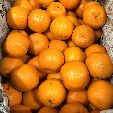 ポンカン 4kg 25〜30玉入り