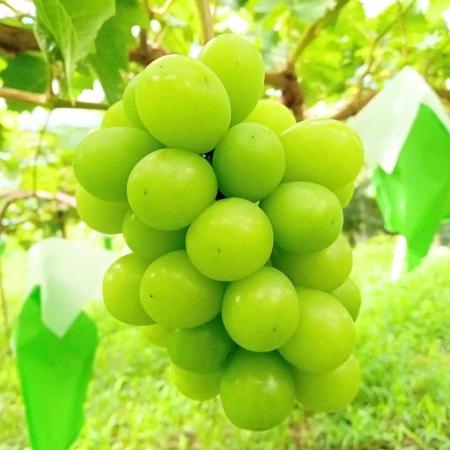[キリタニ農園]朝採れ シャインマスカット(ご家庭用) 2kg(4〜8房)