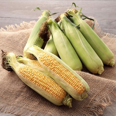 宮崎県産スイートコーン(ゴールドラッシュ) 3Lサイズ 20本入り とうもろこし