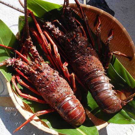 活伊勢エビ約1キロ(匹数1〜2匹)