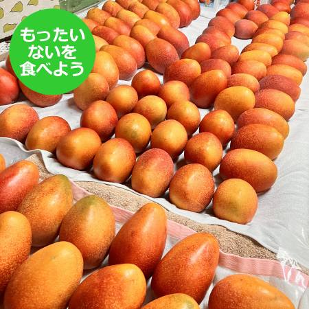 [もったいない!を食べよう]沖縄県産 完熟マンゴー 3玉〜7玉 (1.5kg)